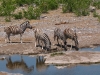 Etosha 2 222